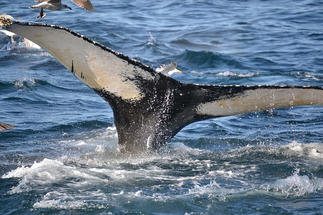 humpback whale, whale, cape cod