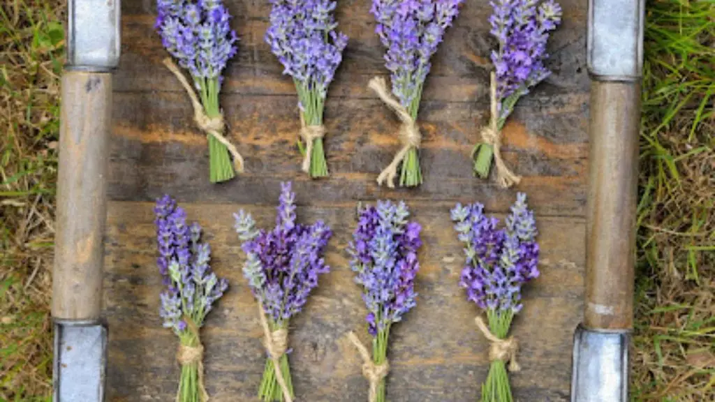 Cape Cod Lavender Farm